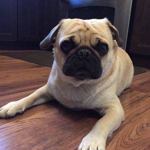 Meet your Posher, Claudia